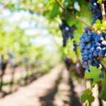 Close-up of purple grapes hanging on the vine in a sunny vineyard setting.